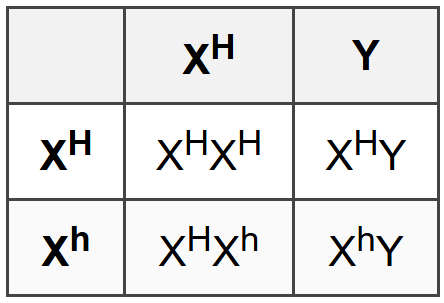 Sex-Linked Inheritance