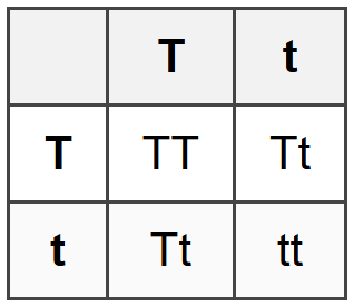 Mendel`s Law of Segregation